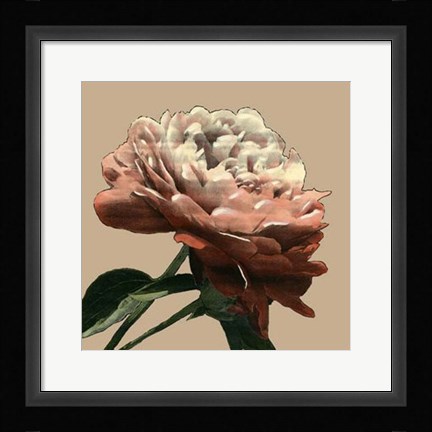 Framed Heirloom Rose I Print