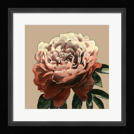Framed Heirloom Rose II Print
