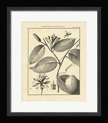 Framed Vintage Botanical Study III Print