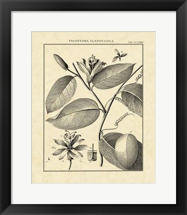 Framed Vintage Botanical Study III Print