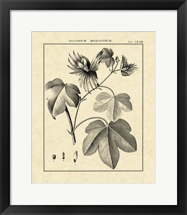 Framed Vintage Botanical Study IV Print