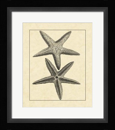 Framed Antique&amp;Deckle Vintage Starfish I Print