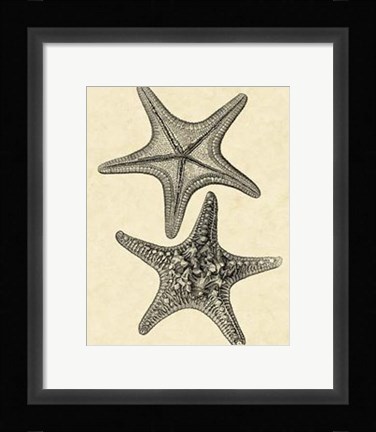 Framed Antique&amp;Deckle Vintage Starfish II Print