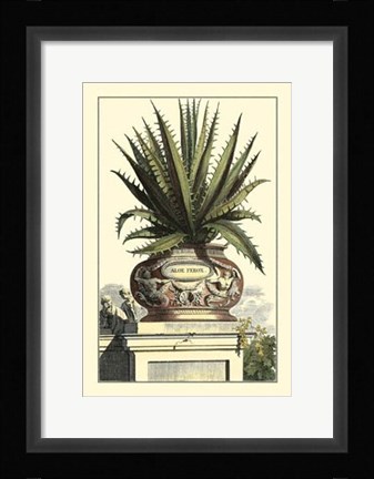 Framed Antique Munting Aloe I Print