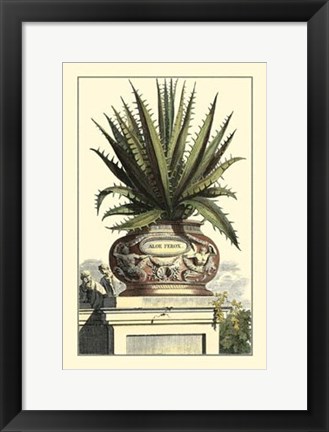 Framed Antique Munting Aloe I Print
