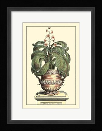 Framed Antique Munting Aloe II Print