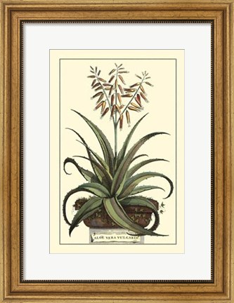 Framed Antique Munting Aloe III Print