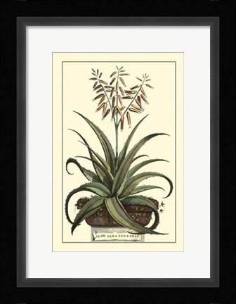 Framed Antique Munting Aloe III Print
