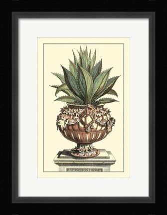 Framed Antique Munting Aloe IV Print