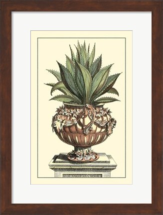 Framed Antique Munting Aloe IV Print