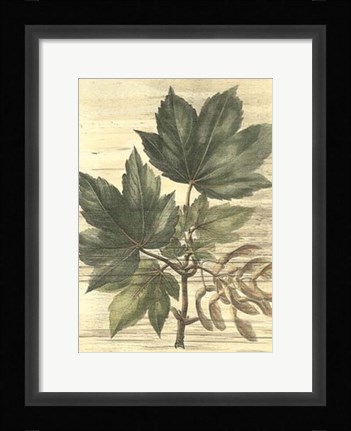 Framed Weathered Maple Leaves II Print