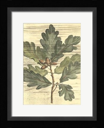 Framed Weathered Oak Leaves I Print