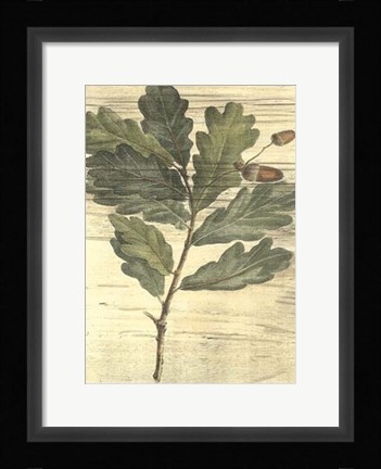 Framed Weathered Oak Leaves II Print