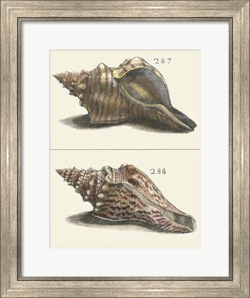 Framed Seashell Menagerie II Print