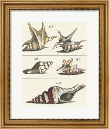 Framed Seashell Menagerie IV Print