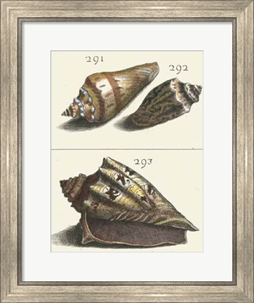 Framed Seashell Menagerie VI Print