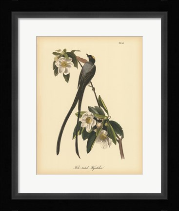 Framed Fork-tailed Flycatcher Print
