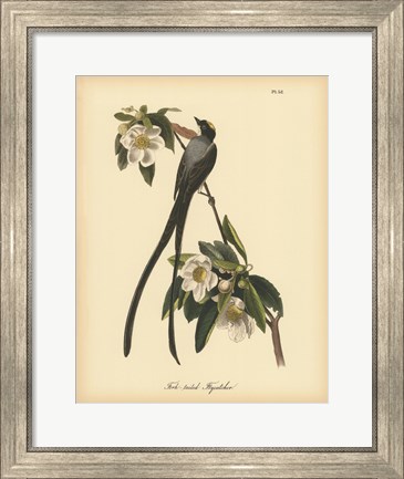 Framed Fork-tailed Flycatcher Print