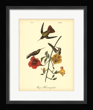 Framed Mango Hummingbird Print
