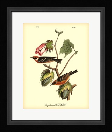 Framed Bay Breasted Wood-Warbler Print