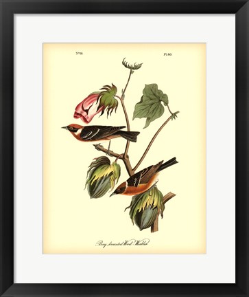Framed Bay Breasted Wood-Warbler Print