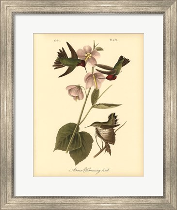Framed Anna Hummingbird Print