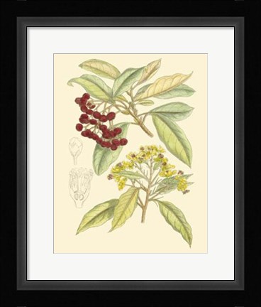 Framed Berries &amp; Blossoms I Print
