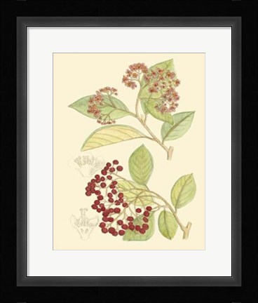 Framed Berries &amp; Blossoms II Print