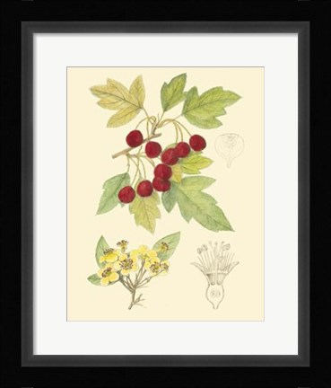 Framed Berries &amp; Blossoms III Print