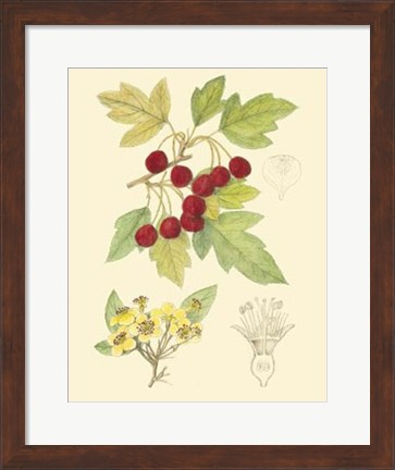 Framed Berries &amp; Blossoms III Print