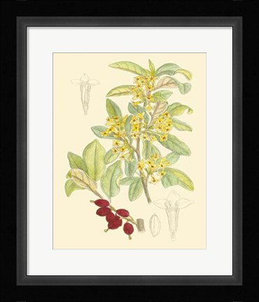 Framed Berries &amp; Blossoms IV Print