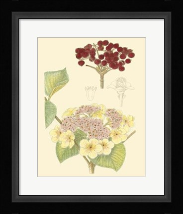 Framed Berries &amp; Blossoms V Print