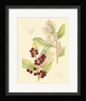 Framed Berries &amp; Blossoms VI Print