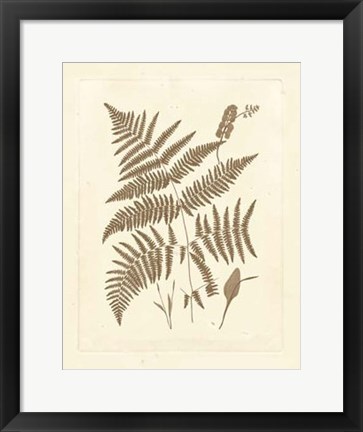 Framed Sepia Ferns I Print