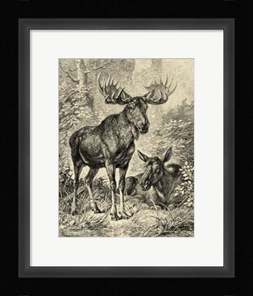 Framed Vintage Moose or Elk Print