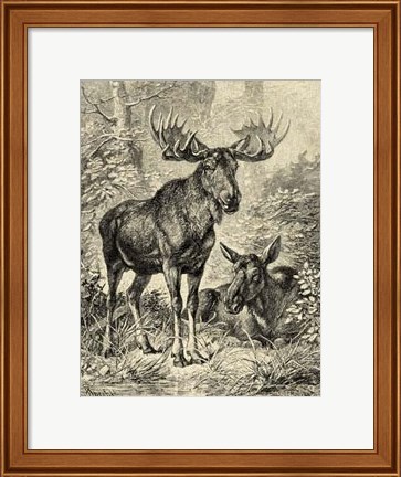 Framed Vintage Moose or Elk Print