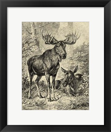 Framed Vintage Moose or Elk Print