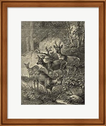 Framed Vintage Roe Deer I Print