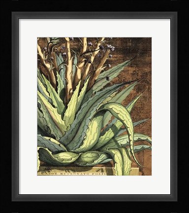 Framed Graphic Aloe I Print
