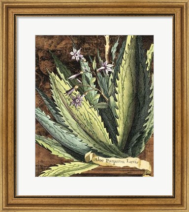 Framed Graphic Aloe II Print