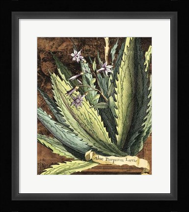 Framed Graphic Aloe II Print