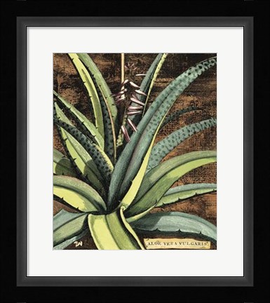 Framed Graphic Aloe III Print