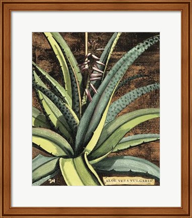 Framed Graphic Aloe III Print