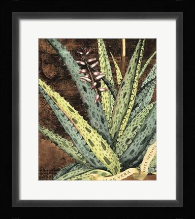 Framed Graphic Aloe IV Print