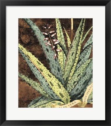 Framed Graphic Aloe IV Print