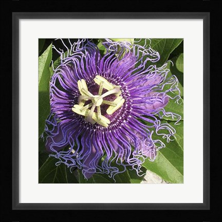 Framed June's Treasure I Print