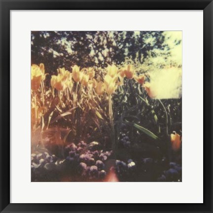 Framed Tulipa Exposta I Print