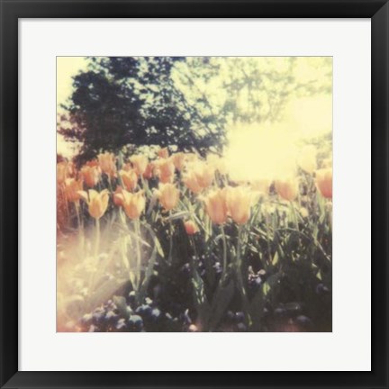 Framed Tulipa Exposta II Print