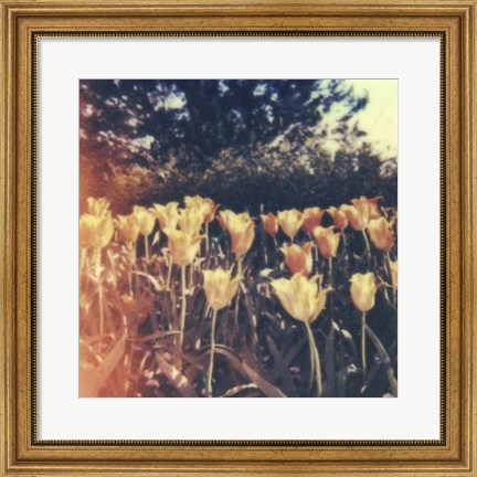 Framed Tulipa Exposta III Print