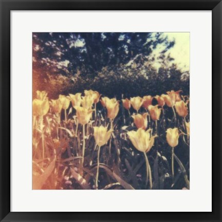 Framed Tulipa Exposta III Print
